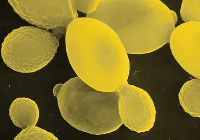 Scanning electron micrograph (SEM) of the unicellular yeast Saccharomyces cerevisiae, known as Baker's or Brewer's yeast. Scanning electron micrograph (SEM) of the unicellular yeast Saccharomyces cerevisiae, known as Baker's or Brewer's yeast.